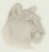 Cougar Logo